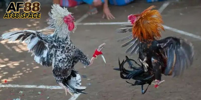 Các luật lệ quan trọng trong chọi gà cựa dao bạn cần nắm