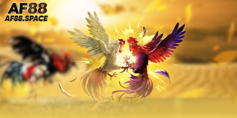 Thủ thuật đá gà trực tiếp Campuchia giúp nâng cao cơ hội thắng